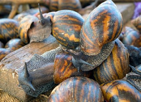 Snail