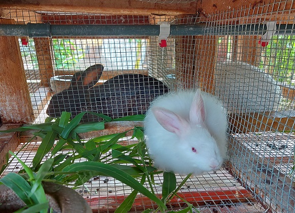 Rabbit
