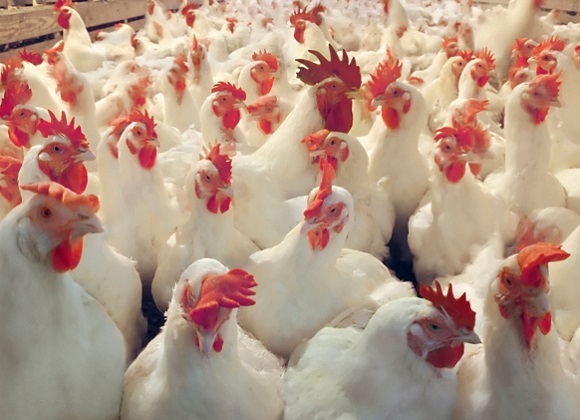 Chicken