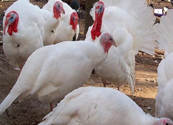 Turkey