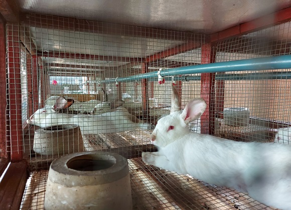 Rabbit